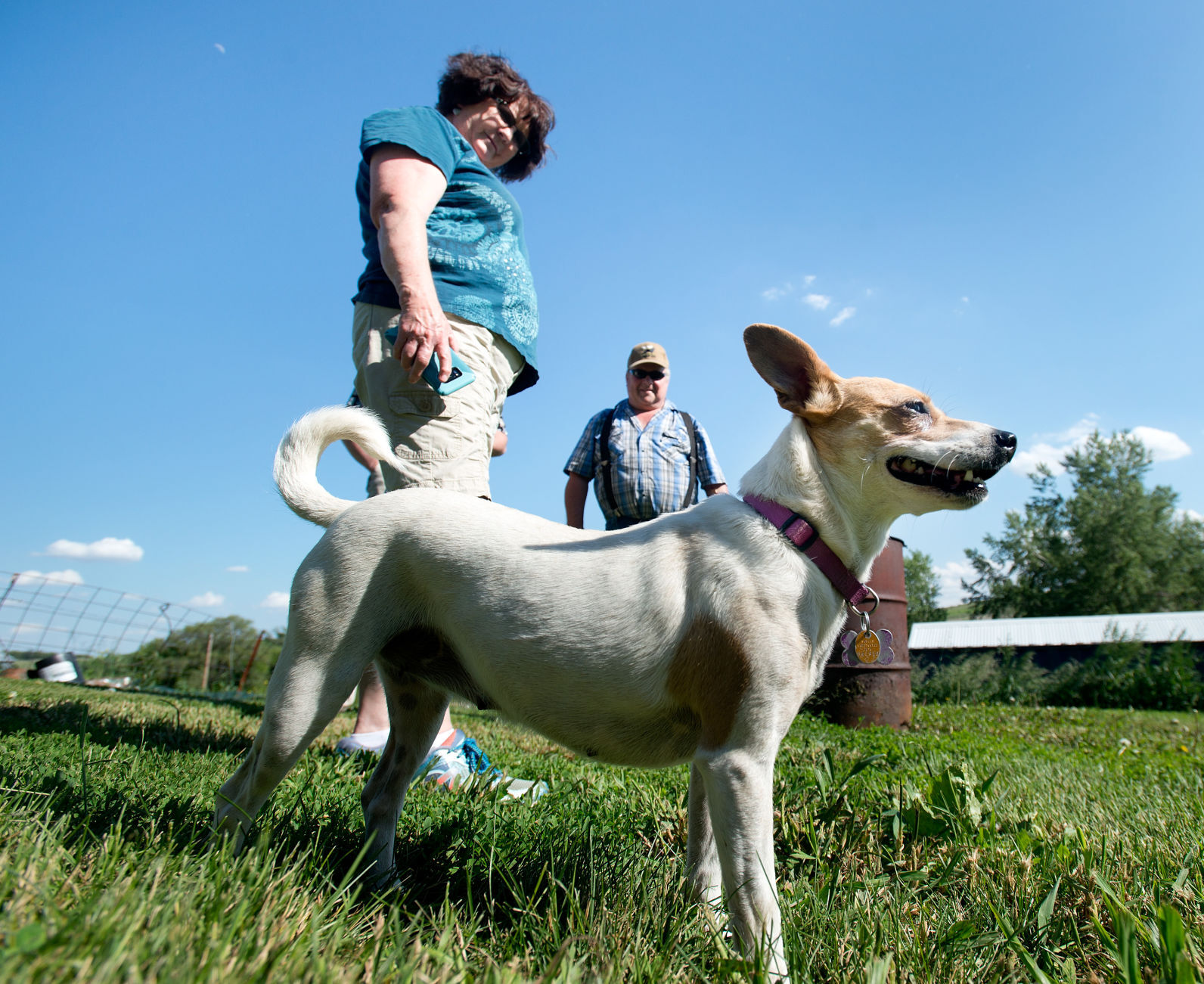 12 Hills Dog Rescue